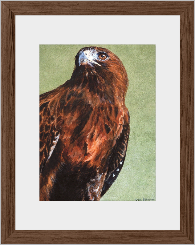 Hunter~Red Tailed Hawk~8.5"x11"