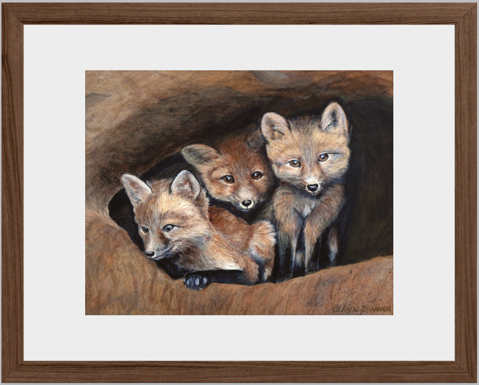 Looking Out~Three Foxes~11"x 17"