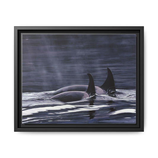 Orca Pod Matte Framed Canvas Print — Whale Ocean Photography Wall Art