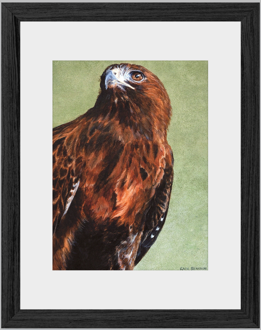 Hunter-Red Tailed Hawk-Framed Artwork-Ready to Hang, 8.5" x 11" (Frame Size)
