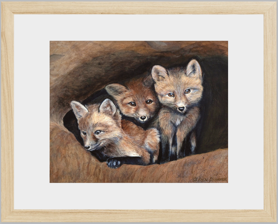 Looking Out~Three Foxes~11"x 17"