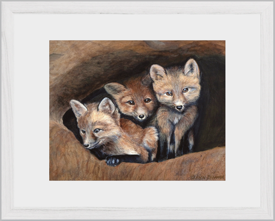 Looking Out~Three Foxes~11"x 17"